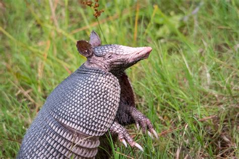 armodrillo|armadillo identification.